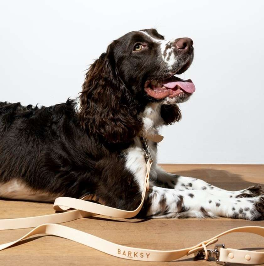 Brown and white dog